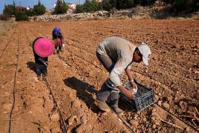 Lebanon's dwindling rain leaves farmers struggling for water