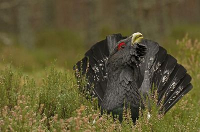 Capercaillie at risk of extinction as numbers plummet by 50 per cent