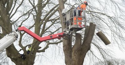 Frustration at ‘missed opportunities’ after Cardiff council says it only protected 14 trees in the last decade