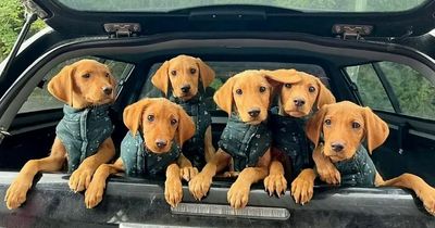 Adorable Labrador puppies 'abandoned like rubbish' in crate by side of road
