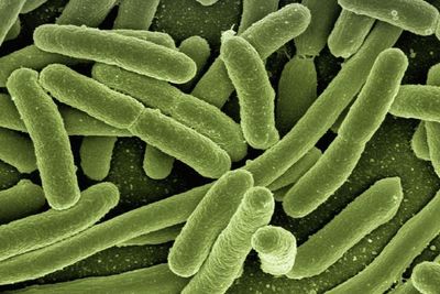 E.coli outbreak linked to Lanarkshire nursery confirmed by health officials