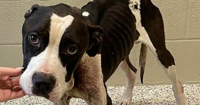 Homeless dog who was shot in head and left to die is beating all the odds