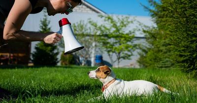 Expert warns of dangerous social media trend that could make dogs aggressive and bite