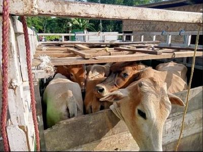 Crime News: Four held for cattle smuggling in Assam