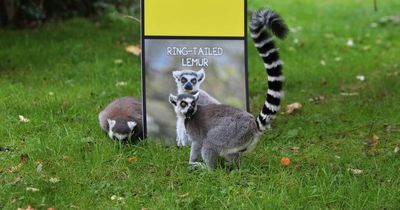 Edinburgh Zoo launches an exclusive edition of board game favourite Monopoly