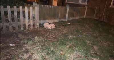 Unwanted dog found tied up outside house at night with heartbreaking sign