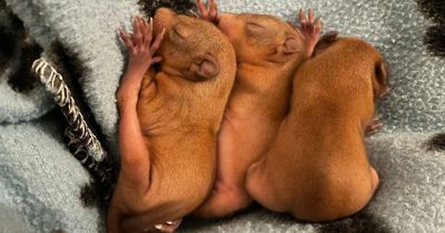 Tiny red squirrel kittens saved and hand-reared by dedicated team after being found