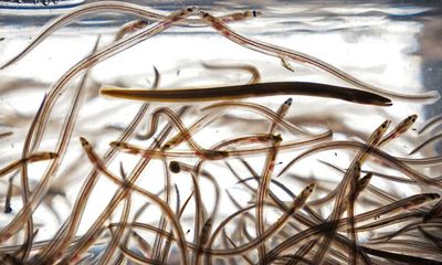 Spanish police seize smuggled baby eels worth €270,000