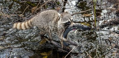 What is a wetland? An ecologist explains