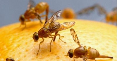 Experts' five ways to banish fruit flies from your home
