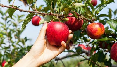 10 of the best Midwest places for apple picking, cider, donuts and more