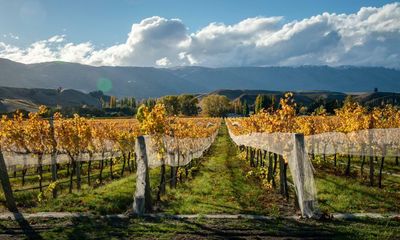 Why wine lovers shop at discount supermarkets