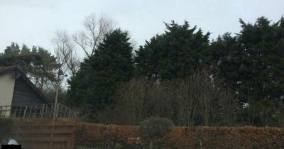 East Lothian homes to be built on land filled with 'unexceptional' trees