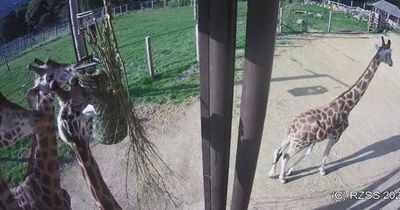 Edinburgh Zoo launches new giraffe webcam for wildlife fans to watch from home