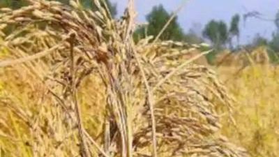 Punjab: Ludhiana Administration all set to ensure smooth and hassle-free paddy procurement