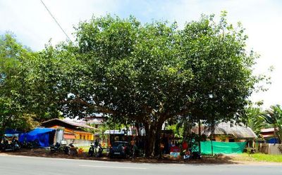 Banyan tree, set to be felled for road widening, may get a new life