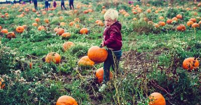 Pumpkin picking Glasgow: Patches you need to visit this Halloween with the kids