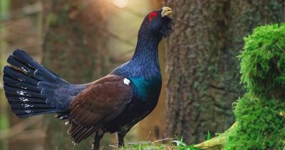 What is the Capercaillie? The iconic Scottish bird 'at risk of extinction'