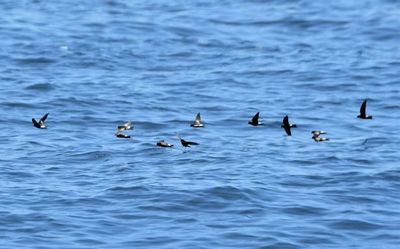 Birders find a rare flock of Wilson’s Storm Petrels off Alappuzha coast