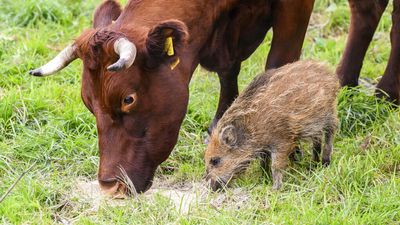 A piglet left behind by its herd finds a new family with some cattle