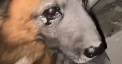 Ukrainian dog waits for owners in rubble as they're feared killed in heartbreaking video