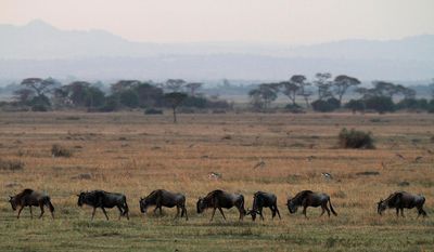 Regional court dismisses Maasai eviction case against Tanzania government