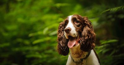 Spaniels and corgis on list of ‘vulnerable’ dog breeds at risk of disappearing in the UK