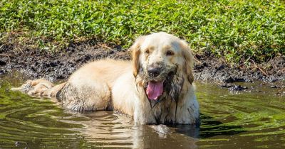 Dog owners warned over ‘serious disease’ caught from drinking or swimming outdoors