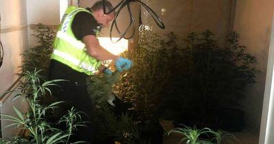 Police find huge cannabis factory in leafy Cardiff suburb
