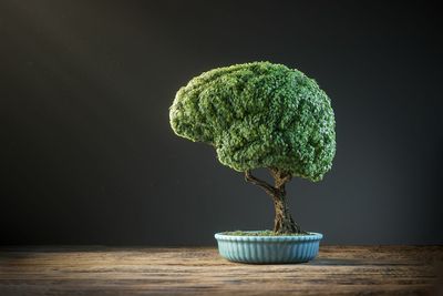 The new science on plant consciousness