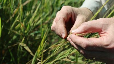 Northern Territory researchers successfully harvest native rice, opening opportunities for First Nations enterprise