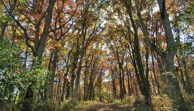 3,000 acres will be added to forest preserve if Cook County voters OK tax hike, officials say