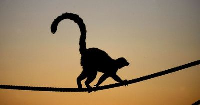 Deadly Ebola-like virus in monkeys 'poised for spillover' to humans, study warns
