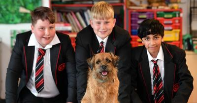 The dogs helping children cope with school after the pandemic
