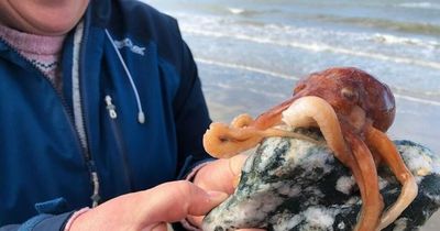 Couple help save 'beautiful' octopus from circling seagulls after rare sighting