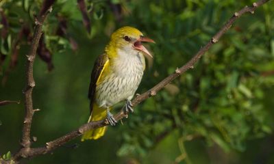 Country diary: Mysterious birdsong fills the air with sweetness