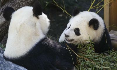 Which British zoo has two giant pandas? The Saturday quiz