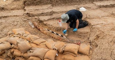 500,000-year-old tusk of 'GIGANTIC' extinct elephant hunted by early humans unearthed