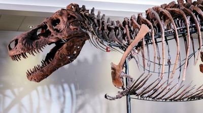 What Caused Holes in Sue the T. Rex’s Jawbone? Scientists Are Stumped