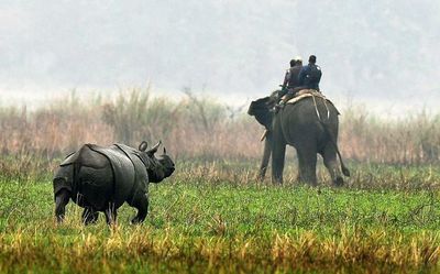 Kaziranga National Park to open for tourists from October 2