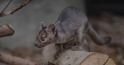 Rare fossa triplets born at Chester Zoo for the first time