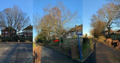 Northumberland residents 'constantly cleaning bird poo from pets and themselves' due to unmaintained trees