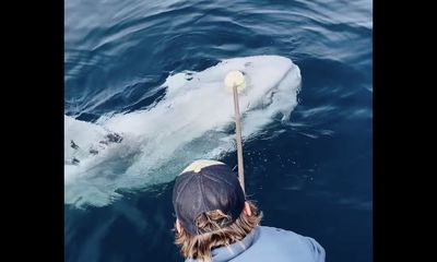 Watch: Massive ‘alien’ sunfish gets helping hand from boat crew