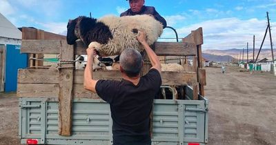 Putin tries to appease families of mobilised men by offering them sheep, potatoes and cabbage