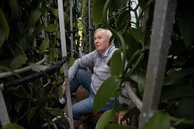 Anything but plain: inside the Australian push to grow vanilla outside the tropics