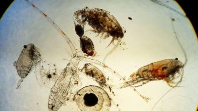 Scientists hopeful tiny ocean zooplankton will help tell if climate change targets are met