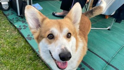 Queen Elizabeth's first corgi breeder among founding members of Adelaide Hills dog club