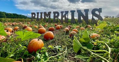 Where to go pumpkin picking in and around Greater Manchester for Halloween 2022