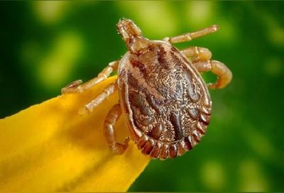 Researchers find how ticks weaken skin's defense function