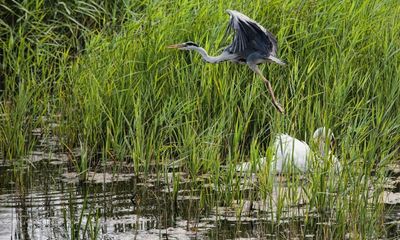 Tory MPs dismiss critical RSPB campaign as ‘marketing strategy’